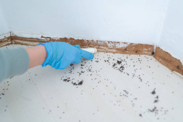 Best Wasp Removal Services  in Level Plains, AL